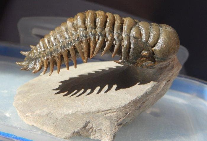 Trilobiet - Fossiel skelet - Crotalocephalus gibbus, Verzamelen, Mineralen en Fossielen