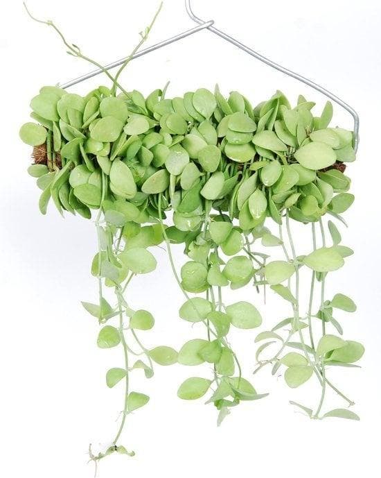 Green Bubble - Trendy hangplant - Dischidia Geri 30 cm breed, Huis en Inrichting, Kamerplanten, Ophalen of Verzenden
