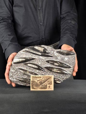 Orthoceras - Gefossiliseerd dier (Zonder minimumprijs)