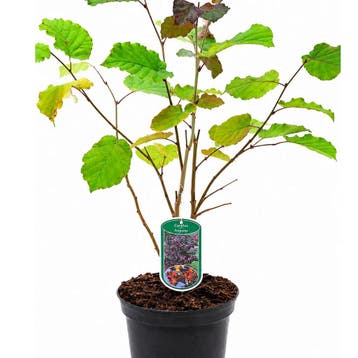 Hazelaar ‘Purpurea’ (Purperblad) container (19), Verzenden