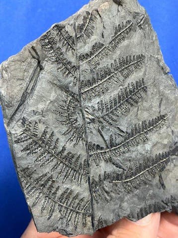 Prachtig plantfossiel uit het Carboon. - Gefossiliseerde