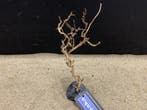 Osaka Bonsai Tree nr 7 - 15x9x27cm - aquascaping boom, Dieren en Toebehoren, Ophalen of Verzenden, Nieuw, Plant(en), Steen of Hout