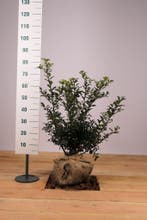Blauwe Hulst Blue Princess/Ilex mes. Blue Prince 50t/m80cm, Ophalen of Verzenden, Overige soorten, Haag, 100 tot 250 cm