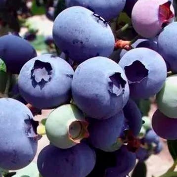 Blauwe Bes Oogstcollectie – 3 Planten, Tuin en Terras, Verzenden