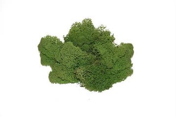 Rendiermos IJslandsmos Finlandsmos Mosgroen 2700–3000 gram, Ophalen of Verzenden, Nieuw