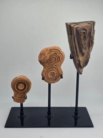 Gefossiliseerd dier - Lot of 3 stromatolites (Zonder