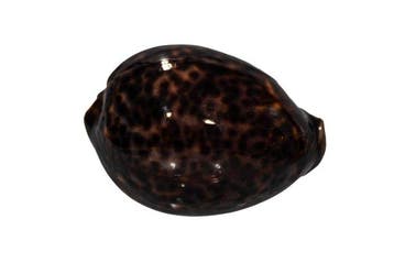 Donkere tijgerkauri: Cypraea tigris f. donkere vorm (95 mm), Nieuw