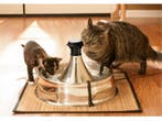 Petsafe Drinkwell 360 - Roestvrijstalen Drinkfontein - 3.8 l, Verzenden, Nieuw