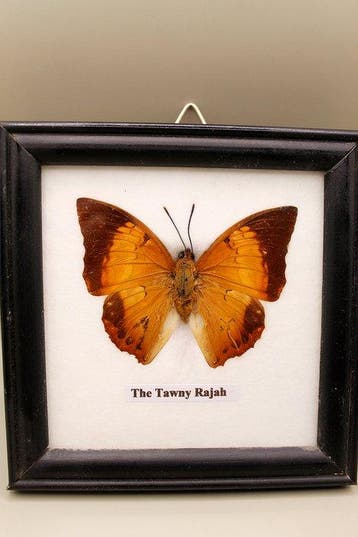 Ingelijst Tawny Rajah-vlinder Taxidermie volledige montage -, Nieuw