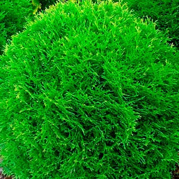 Thuja occidentalis `Danica` container (P11) Coniferen, Groen, Verzenden, Conifeer, Struik