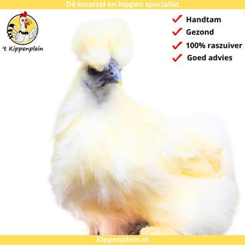 Zijdehoender Kriel - Jonge hennen te koop - Handtam, Dieren en Toebehoren, Meerdere dieren, Kip