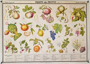 G.B. Paravia & C. - Storia Naturale - Piante da Frutto -