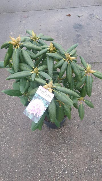 NAJAARSAANBIEDING. 100 Rhododendrons 35/45 cm voor €7,50, Verzenden, Rhododendron, Struik, Minder dan 100 cm