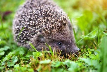 Egelvoer Premium Quality met de beste grondstoffen, Dieren en Toebehoren, Vogels | Toebehoren, Verzenden, Nieuw, Eten en Drinken