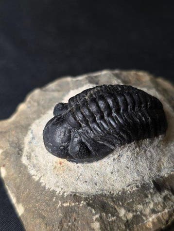 Trilobiet - Gefossiliseerd dier - Phacops (Zonder, Verzamelen