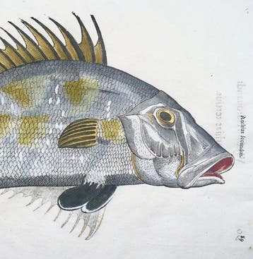 Aldrovandi; Fish, Anthias, Meagra - Folio with 2 hand
