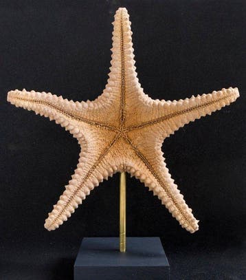 Zeester Taxidermie volledige montage - Pentaceraster, Antiek en Kunst, Curiosa en Brocante