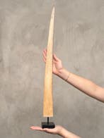 GEEN RESERVEPRIJS - Prachtige zwaardvissentand gemonteerd op