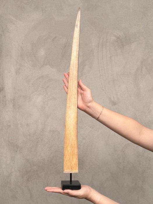 GEEN RESERVEPRIJS - Prachtige zwaardvissentand gemonteerd op, Antiek en Kunst, Curiosa en Brocante