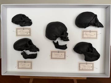 Aap Taxidermie volledige montage - Singe REPLICA - 25 cm -