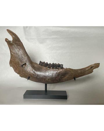 Steppewisent - Fossiel onderkaakbot - Bison priscus - 44 cm
