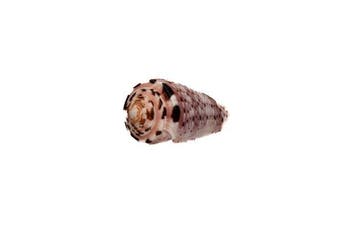 Kleurrijk verzamelobject: Conus aurisiacus (45 mm) –