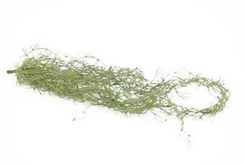 Tillandsia Hangplant Groen 75 cm, Ophalen of Verzenden, Nieuw