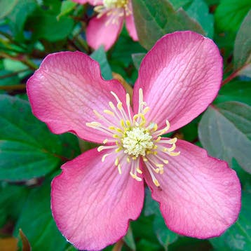 Clematis Van Gogh container (C2) Sierplanten, Roze, Tuin en Terras, Verzenden, Overige soorten, Struik