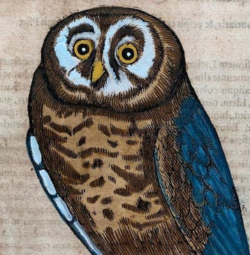Conrad Gesner - Vogelbuch - 1617