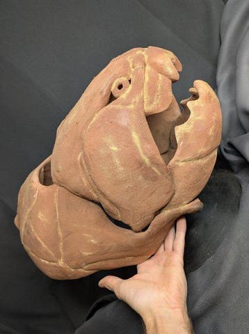 Fossiele schedel - Dunkleosteus terrelli - Museum-Grade