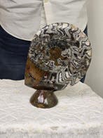 Ammoniet - Gefossiliseerd dier - Polished ammonite fossil on, Verzamelen, Mineralen en Fossielen