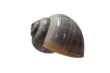 Grote Florida-appelslak (Pomacea paludosa) | Zeldzaam, Nieuw
