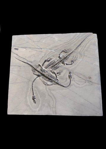 Gefossiliseerd dier - 2 adult Keichousaurus - 28 cm - 25 cm