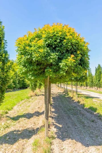 Quercus palustris Green Dwarf hoogstam
