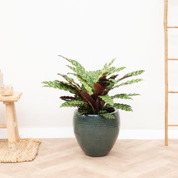 Green Bubble - Calathea Lancifolia - 100cm - Ø27 cm, Ophalen of Verzenden
