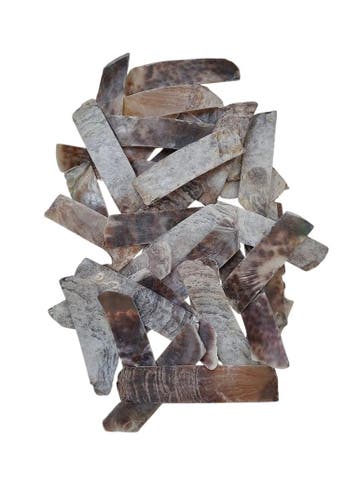 Placuna Raisorblade Shell Stroken Schelp 250 gram, Ophalen of Verzenden, Nieuw
