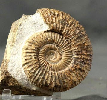 Fijn ammoniet - Gefossiliseerd dier - Passendorferia cf.