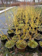 Cornus sericea 'Flaviramea'Kornoelje met gele takken, Ophalen of Verzenden, In pot, Minder dan 100 cm
