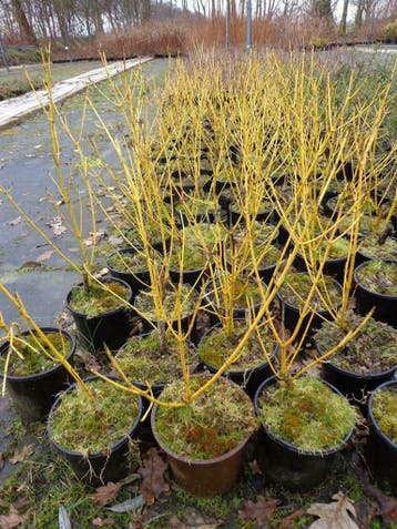Cornus sericea 'Flaviramea'Kornoelje met gele takken, Tuin en Terras, Planten | Bomen, Ophalen of Verzenden, In pot, Minder dan 100 cm