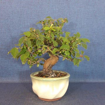 Chinees kweepeer - Hoogte (boom): 26 cm - Diepte (boom): 23