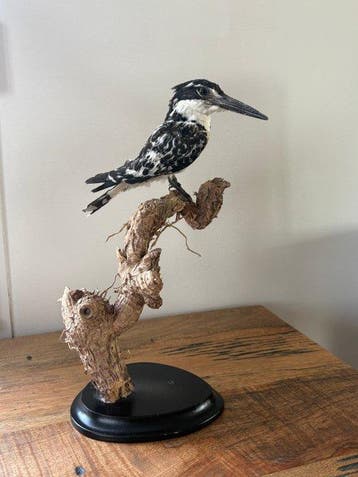 IJsvogel Taxidermie volledige montage - Ceryle rudis - 34 cm, Nieuw