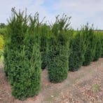 Taxus Media Hillii 80-100 cm - Kluit