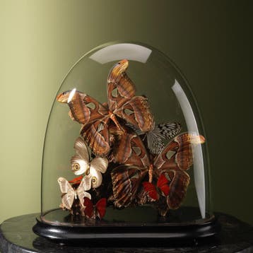 Vlinders in Stolp Taxidermie Opgezette Dieren By Max, Verzamelen, Dierenverzamelingen, Ophalen of Verzenden, Nieuw, Insect, Opgezet dier