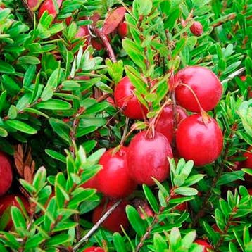 Cranberry container (P11) Roze, Verzenden