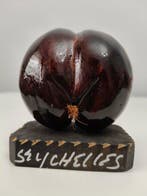sculptuur, “Coco de Mer” nut - in the shape of - Hand-carved