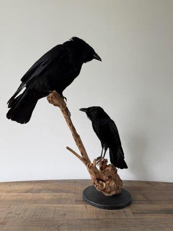 Corvus Taxidermie volledige montage - Corvus Duo - 65 cm -, Nieuw