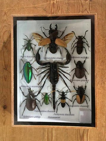 Echte insecten-taxidermie-displayset in houten doos met, Nieuw