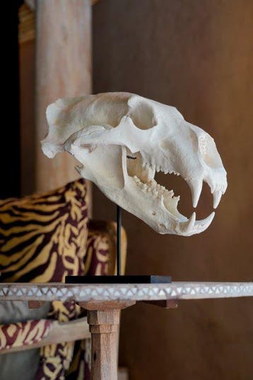 GEEN MINIMUMPRIJS - Een replica van een ijsbeerschedel op, Nieuw