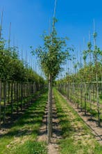 Laburnum anagyroides hoogstam 12/14