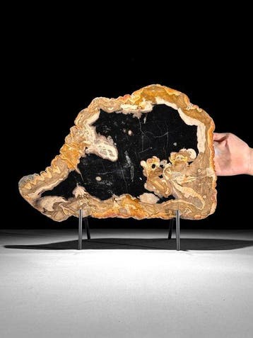 C - Prachtige schijf versteend hout op een aangepaste